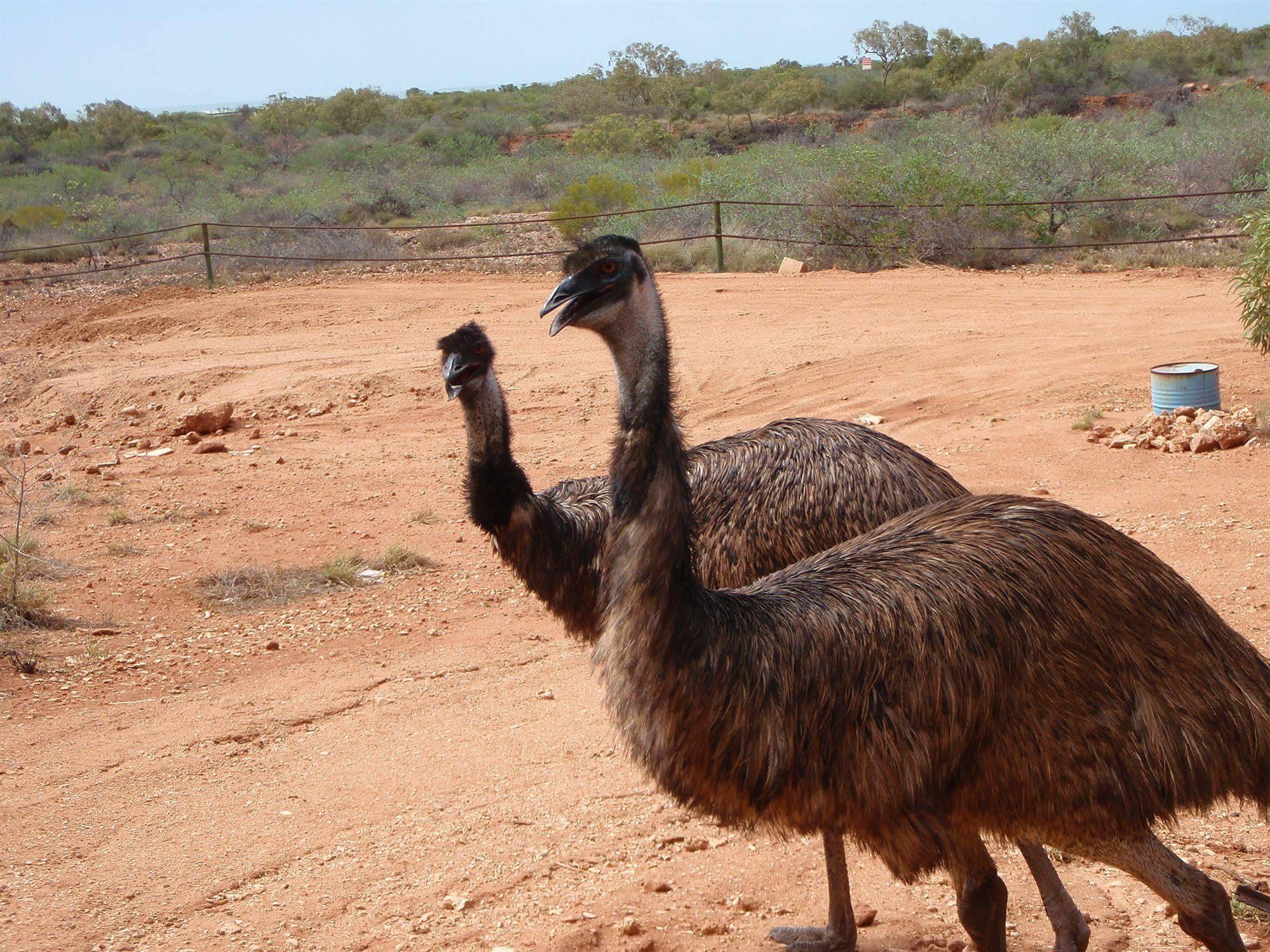 Ningaloo Bed And Breakfast เอ็กซ์มัธ ภายนอก รูปภาพ